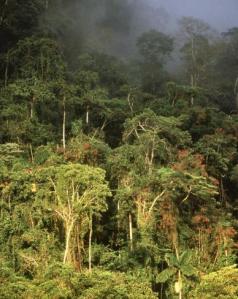 Who will Really Benefit from the Conservation of our Tropical Rainforests?